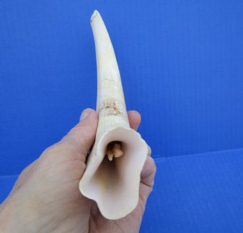 10 inches Large Warthog Tusk (<font color=red>7 inches Solid</font>)() for $59.99