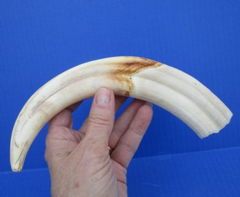 10-1/2 inches Large Warthog Tusk ((<font color=red>7 inches Solid</font>)) for $59.99