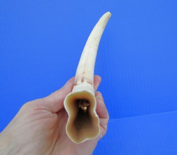 10-1/2 inches Large Warthog Tusk ((<font color=red>7 inches Solid</font>)) for $59.99