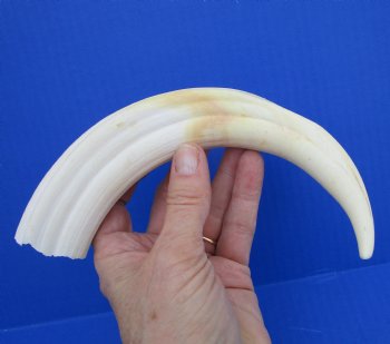 10-1/2 inches Large Warthog Tusk ((<font color=red>7 inches Solid</font>)) for $59.99