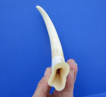 10-1/2 inches Large Warthog Tusk ((<font color=red>7 inches Solid</font>)) for $59.99