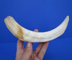 10-3/4 inches Large Warthog Tusk (<font color=red>8 inches Solid</font>)() for $59.99