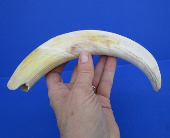 10-3/4 inches Large Warthog Tusk (<font color=red>8 inches Solid</font>)() for $59.99