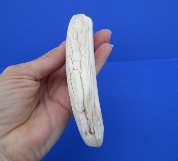 10-3/4 inches Large Warthog Tusk (<font color=red>8 inches Solid</font>)() for $59.99