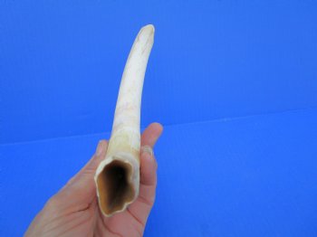 10-3/4 inches Large Warthog Tusk (<font color=red>8 inches Solid</font>)() for $59.99