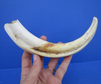 10-1/4 inches Large Warthog Tusk, 5.9 ounces ((<font color=red>7 inches Solid</font>)) for $59.99