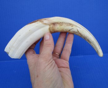 10-1/4 inches Large Warthog Tusk, 5.9 ounces ((<font color=red>7 inches Solid</font>)) for $59.99