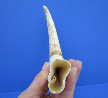 10-1/4 inches Large Warthog Tusk, 5.9 ounces ((<font color=red>7 inches Solid</font>)) for $59.99