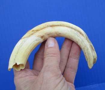 7-3/4 inches Warthog Tusk, 2.3 ounces, <font color=red> 6 inches Solid</font> - Buy for $19.99