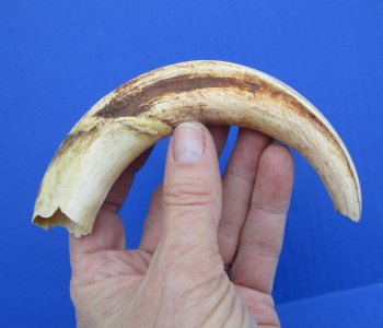 7-1/2 inches Warthog Tusk, 2.7 ounces, <font color=red> 5-1/2 inches Solid</font> - Buy for $19.99