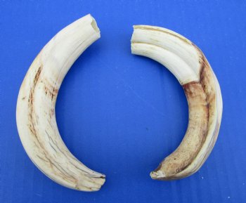 Two Warthog Tusks, 7 inches, 5.5 ounces, <font color=red> 5-1/2 and 5 inches Solid</font> - Buy for $34.99