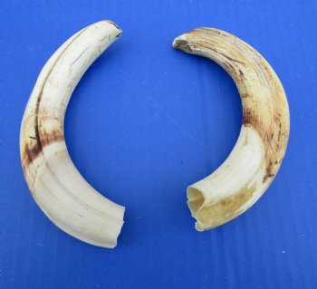 Two Warthog Tusks, 7 inches, 5.5 ounces, <font color=red> 5-1/2 and 5 inches Solid</font> - Buy for $34.99