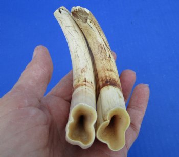 Two Warthog Tusks, 7 inches, 5.5 ounces, <font color=red> 5-1/2 and 5 inches Solid</font> - Buy for $34.99