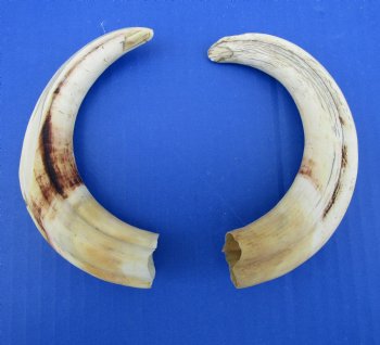 Two Warthog Tusks, 7 and 7-1/2 inches, 5.2 ounces, <font color=red> 5-1/2 and 5 inches Solid</font> - Buy for $34.99