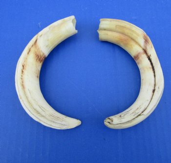 Two Warthog Tusks, 7 and 7-1/2 inches, 5.2 ounces, <font color=red> 5-1/2 and 5 inches Solid</font> - Buy for $34.99