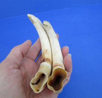 Two Warthog Tusks, 7 and 7-1/2 inches, 5.2 ounces, <font color=red> 5-1/2 and 5 inches Solid</font> - Buy for $34.99