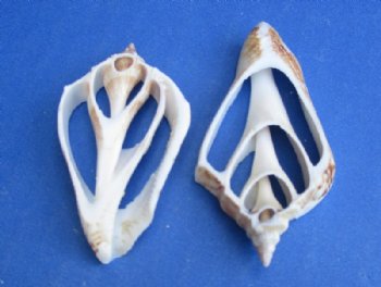 2 to 3 inches Center Cut Strombus Marginatus Conch Shells <font color=red> Wholesale</font> - Box of 600 @ .16 each