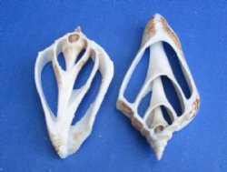 2" to 3" Center Cut Strombus Marginatus Conch Shells <font color=red> Wholesale</font> - Box of 600 @ .16 each