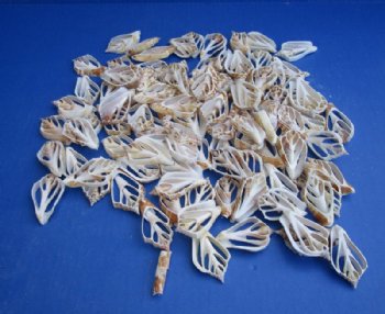 2 to 3 inches Center Cut Strombus Marginatus Conch Shells for Crafts - Bag of 100 @ .26 each