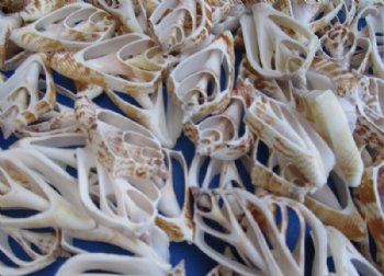 2 to 3 inches Center Cut Strombus Marginatus Conch Shells for Crafts - Bag of 100 @ .26 each