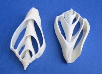 2 to 3 inches White Center Cut Strombus Marginatus Conch Shells for Crafts - Bag of 100 @ .26 each