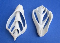 2 to 3 inches White Center Cut Strombus Marginatus Conch Shells for Crafts - Bag of 100 @ .26 each