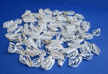 2 to 3 inches White Center Cut Strombus Marginatus Conch Shells for Crafts - Bag of 100 @ .26 each