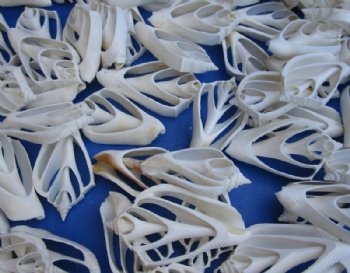 2 to 3 inches White Center Cut Strombus Marginatus Conch Shells for Crafts - Bag of 100 @ .26 each