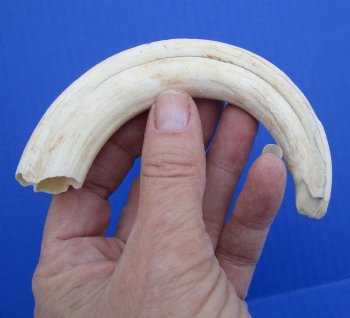 7 inches Warthog Tusk, 2.3 ounces, <font color=red> 5 inches Solid</font> - Buy for $19.99