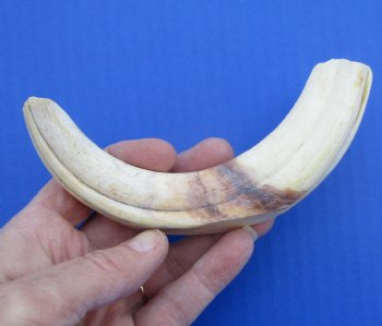 7-3/4 inches Warthog Tusk, 3.3 ounces, <font color=red> 6 inches Solid</font> - Buy for $19.99