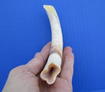 7-3/4 inches Warthog Tusk, 3.3 ounces, <font color=red> 6 inches Solid</font> - Buy for $19.99