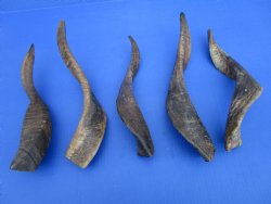 5 Buffed Goat Horns 13-3/4 to 16 inches for $9.00 each