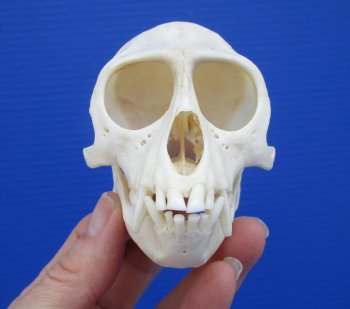 3-7/8 inches Male African Vervet Monkey Skull (CITES #P-000022840) - Buy this one for $124.99