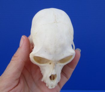 3-7/8 inches Male African Vervet Monkey Skull (CITES #P-000022840) - Buy this one for $124.99