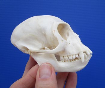 3-7/8 inches Male African Vervet Monkey Skull (CITES #P-000022840) - Buy this one for $124.99