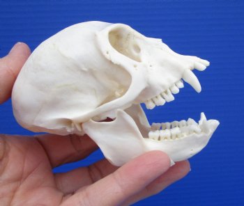 3-7/8 inches Male African Vervet Monkey Skull (CITES #P-000022840) - Buy this one for $124.99