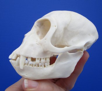 3-7/8 inches Male African Vervet Monkey Skull (CITES #P-000022840) - Buy this one for $124.99