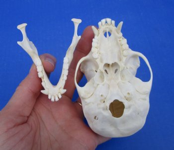 3-7/8 inches Male African Vervet Monkey Skull (CITES #P-000022840) - Buy this one for $124.99