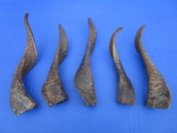 5 Buffed Goat Horns 11 to 14 inches for $9.00 each