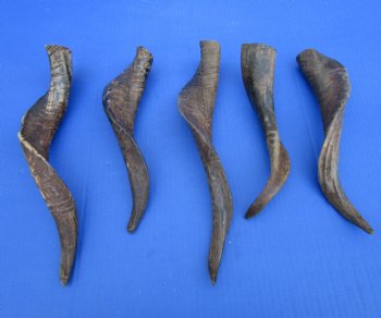 5 Buffed Goat Horns 11 to 14 inches for $9.00 each