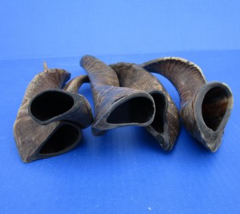 5 Buffed Goat Horns 11 to 14 inches for $9.00 each