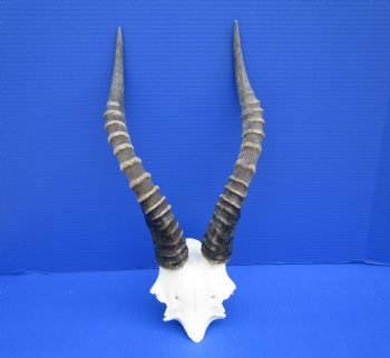 15 and 15-1/2 inches Large African Blesbok Horns on Skull Plate for $44.99