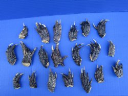 1-1/2 to 2-1/2 inches Small Alligator Feet for Crafts - Buy these 20 for $1.00 each