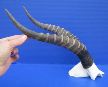 15 and 15-1/2 inches Large African Blesbok Horns on Skull Plate for $44.99