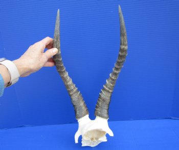 15 and 15-1/2 inches Large African Blesbok Horns on Skull Plate for $44.99