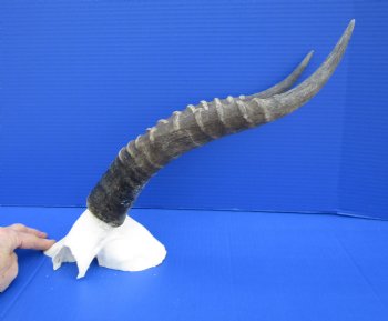 15 and 15-1/2 inches Large African Blesbok Horns on Skull Plate for $44.99