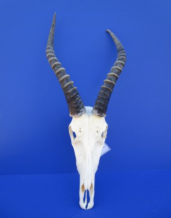 African Blesbok Skull with 13-3/4 inches Horns (bent tip) for $79.99