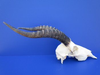 African Blesbok Skull with 13-3/4 inches Horns (bent tip) for $79.99