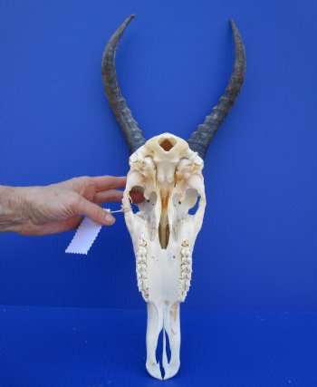 African Blesbok Skull with 13-3/4 inches Horns (bent tip) for $79.99