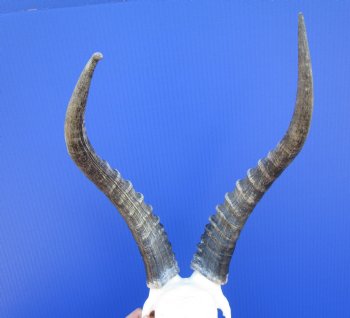 African Blesbok Skull with 13-3/4 inches Horns (bent tip) for $79.99